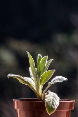 Genç bir bitkinin yapraklarının (stachys byzantina) yakın çekimi, stachys lanata, stachys olimpica, Brezilya 'da, bir tencerede