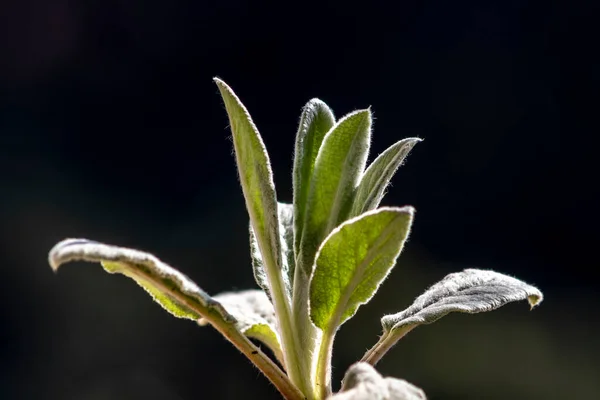 Close Das Folhas Uma Planta Jovem Stachys Byzantina Stachys Lanata — Fotografia de Stock