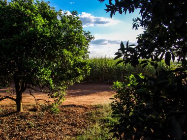 Şeker kamışı tarlaları ve portakal bahçeleri Sao Paulo eyaletindeki bir çiftliğin toprağını paylaşır.