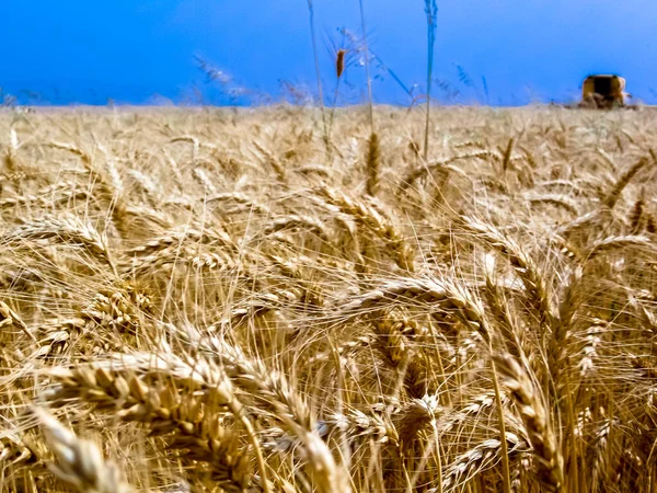 Unfocused Combine Harvester Yellow Wheat Field Bazil — Stock Photo, Image