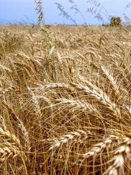 Unfocused Combine Harvester Yellow Wheat Field Bazil — Stock Photo, Image