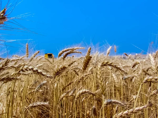 Unfocused Combine Harvester Yellow Wheat Field Bazil — Stock Photo, Image