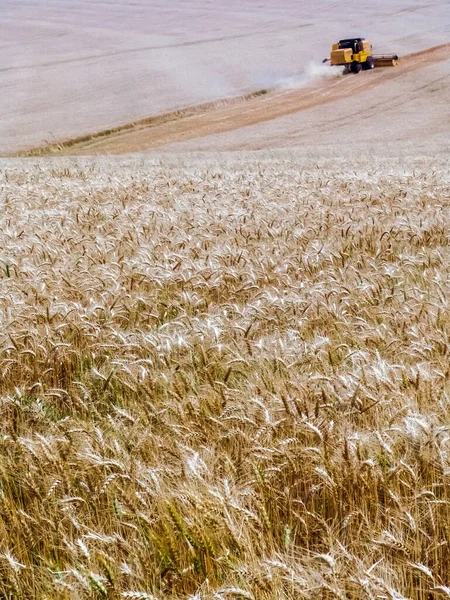 바질에 노란색밀 밭에서 수확하는 초점의 수확기 — 스톡 사진