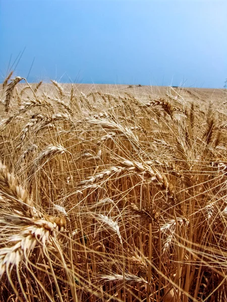 Unfocused Combine Harvester Yellow Wheat Field Bazil — Stock Photo, Image