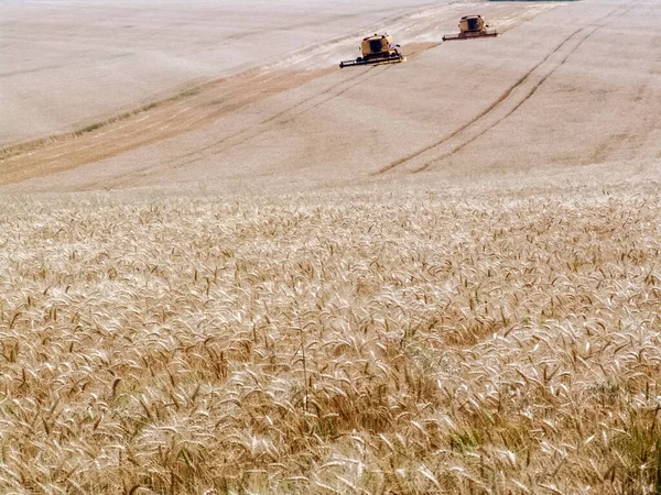 바질에 노란색밀 밭에서 수확하는 사람들을 결합시키라 — 스톡 사진