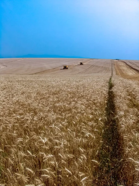 Bazil Deki Sarı Buğday Tarlasında Hasatçıyı Birleştir — Stok fotoğraf