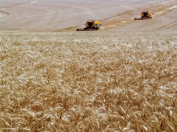 Combiner Moissonneuse Sur Champ Blé Jaune Bazil — Photo