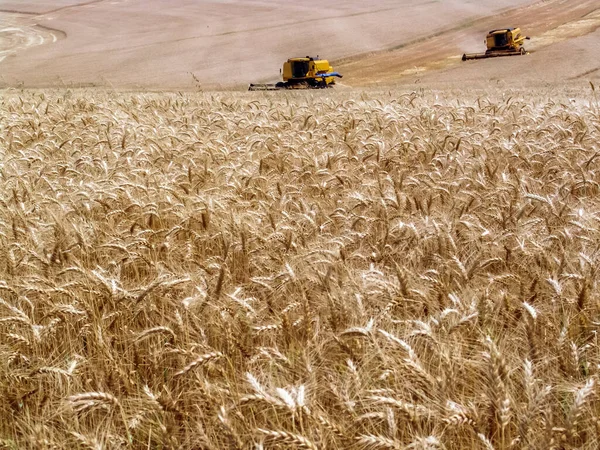 Незосереджений Збір Врожаю Жовтому Пшеничному Полі Базілі — стокове фото