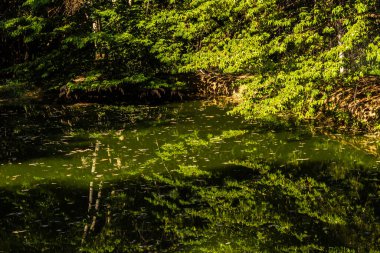 Serene Gölü yemyeşil suları yansıtıyor. Biyolojik çeşitlilik gösteren doğal bir ayna. Eğitim ve çevre konuları için ideal.