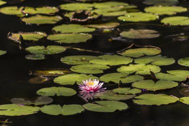 Brezilya 'daki yemyeşil yağmur ormanlarını yansıtan nilüferlerle kaplı sakin bir göl. Brezilya 'nın biyolojik çeşitliliğini ve doğal güzelliğini gösteren sakin bir su ekosistemi.