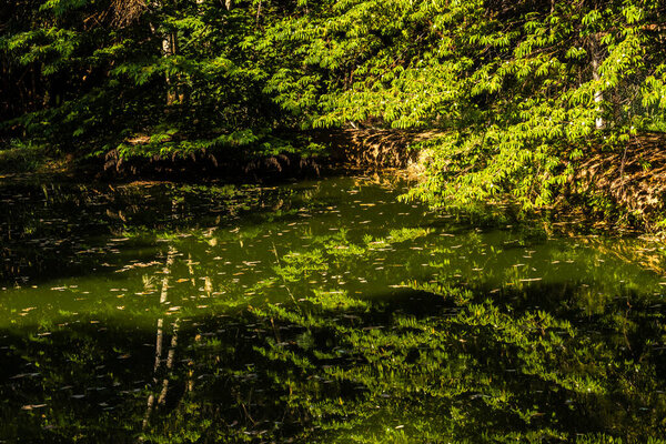 Serene lake reflecting lush greenery. A natural mirror showcasing biodiversity. Ideal for educational and environmental themes.