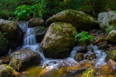 şelale orman Loire içinde