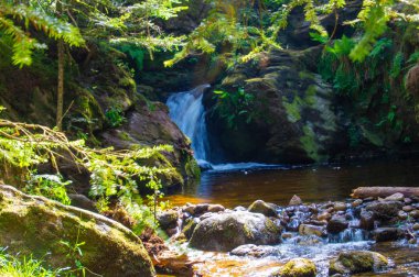 şelale orman Loire içinde