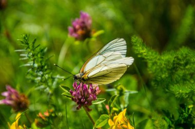 Lake charpal, lozere, Fransa