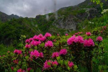 Comtamines Montjoie 'de Armancelle, Haute Savoie, Fransa