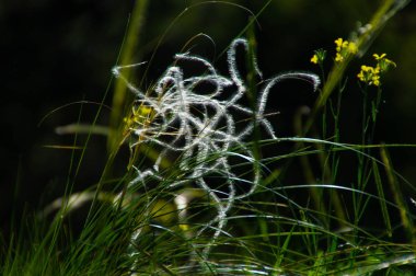 Stipa pennata, val aoste, İtalya