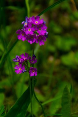 ilkel, chamonix, haute savoie, Fransa