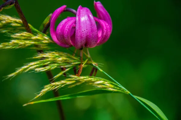 Lilium martagon — Photo