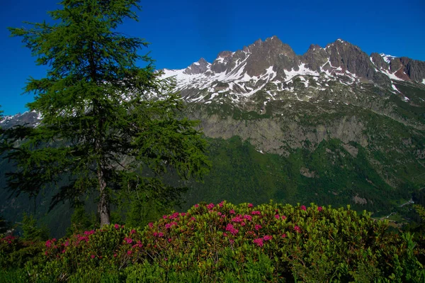 Pecleret, arge, tiere, chamonix, haute savoie, france — Stock fotografie