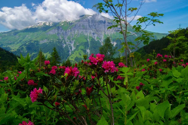 Combe armancelle in comtamines montjoie, haute savoie, france —  Fotos de Stock