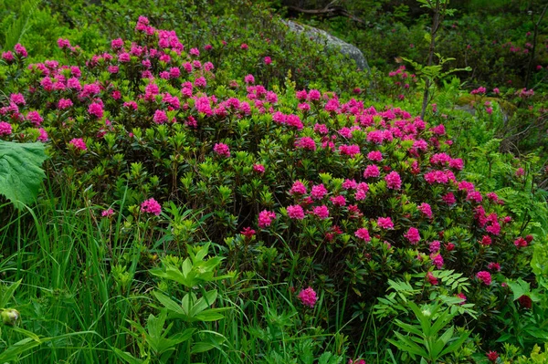 Rhododendron, chamonix, haute savoie, france — 스톡 사진