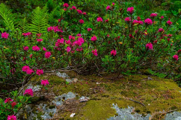 Rododendron, chamonix, haute savoie, Francja — Zdjęcie stockowe