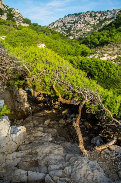 Creeks nationalpark i marseille - Stock-foto