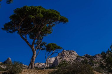 Milli Parkı Calanques