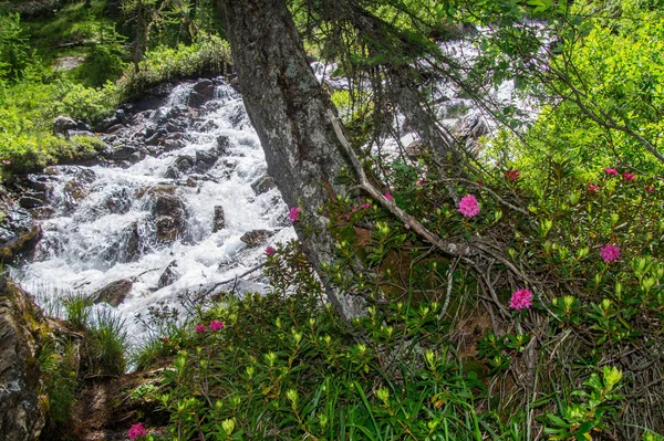 Ceillac queyras em hautes alpes em frança — Fotografia de Stock