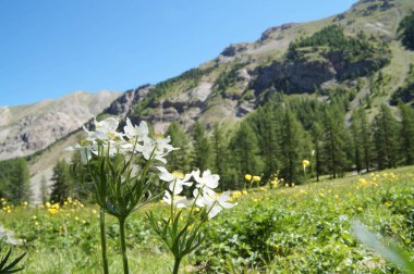 ceillac queyras in hautes alpes in france
