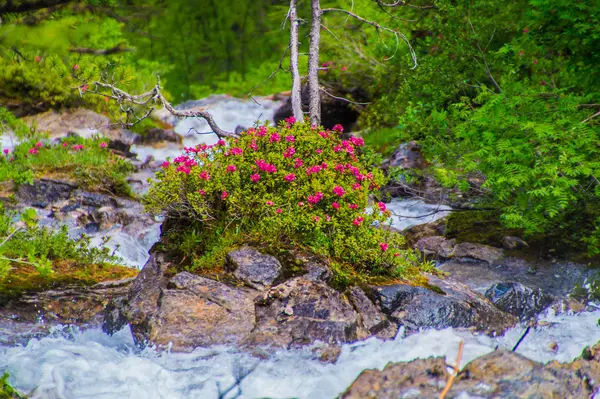 Ceillac queyras em hautes alpes em frança — Fotografia de Stock