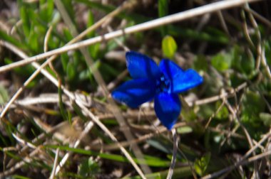 Gentiana, göl clausis ceillac inqeyras hautes Alpes Fransa