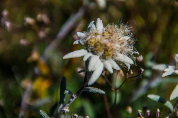 Edelweiss — Stock Photo, Image