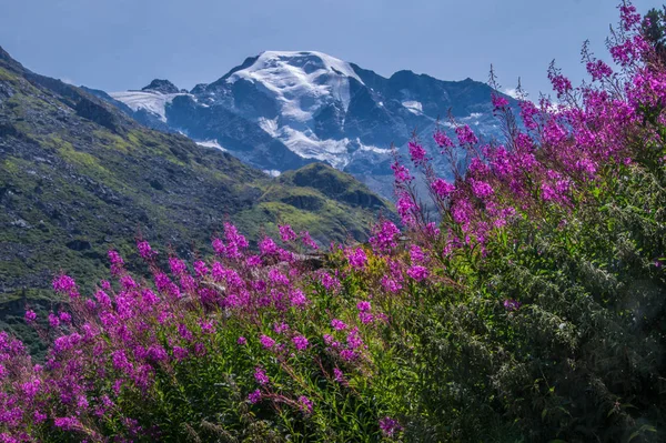 Hırdavatçı brunet, valais, İsviçre