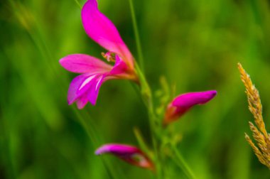 aurel, drome, France