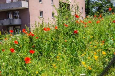 flowers,saint etienne,loire,france