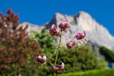Dent de crolles, saint hilaire du touvet, isere, France