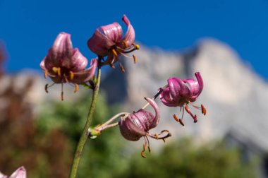 Dent de crolles, saint hilaire du touvet, isere, France