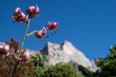 Dent de crolles, saint hilaire du touvet, isere, France