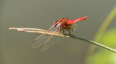 odonata, libellule, isere, France