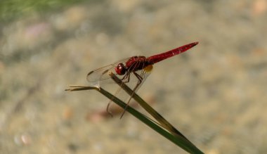 odonata, libellule, isere, France