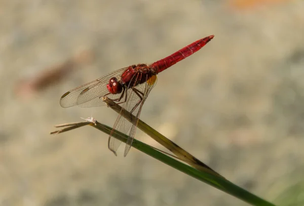 Odonata, libellule, isere, Francja — Zdjęcie stockowe