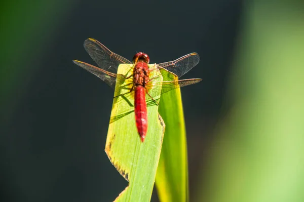 Odonata, libellule, isere, Francja — Zdjęcie stockowe