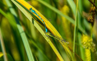 odonata, libellule, isere, France