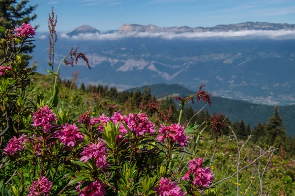 Bergig von chartreuse, isere, franz — Stockfoto