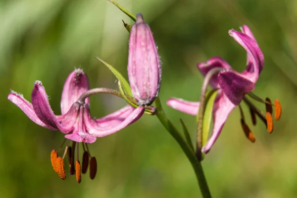 Lilium martagon, loire, Franciaország — Stock Fotó