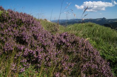 Mezenc, les the éle, Haute Loire, Fransa