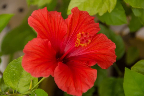 フランスの花の中で — ストック写真