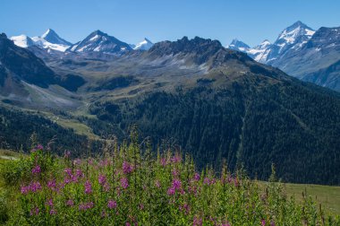 Güzel tola, Chandolin, Valais, İsviçre