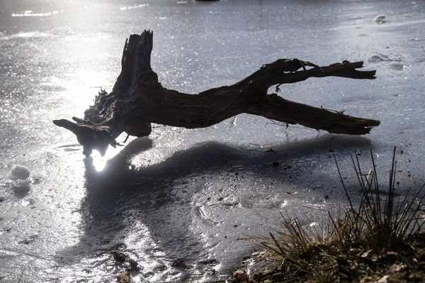 Lago congelado com madeira morta nos alpes franceses — Fotografia de Stock